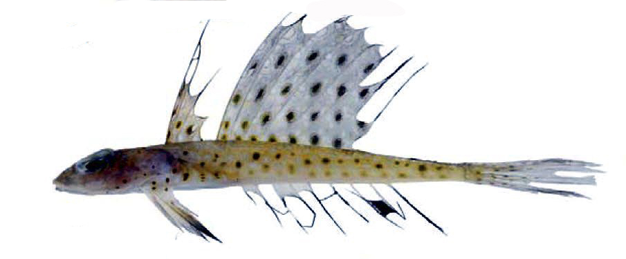 Callionymus maculatus_11677